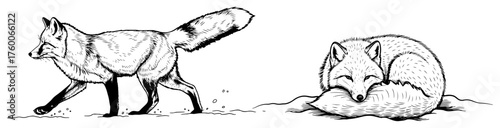 Fox Walking and Sleeping Illustrations