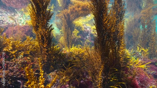 Seaweed underwater below sea surface, Atlantic ocean, natural scene, Spain, Galicia