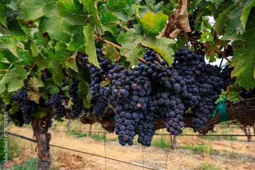 Harvest Ready Bunch of Grapes on Vine at Sunset