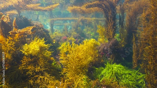 Seaweed underwater seascape below water surface in the Atlantic ocean, natural scene, Spain, Galicia