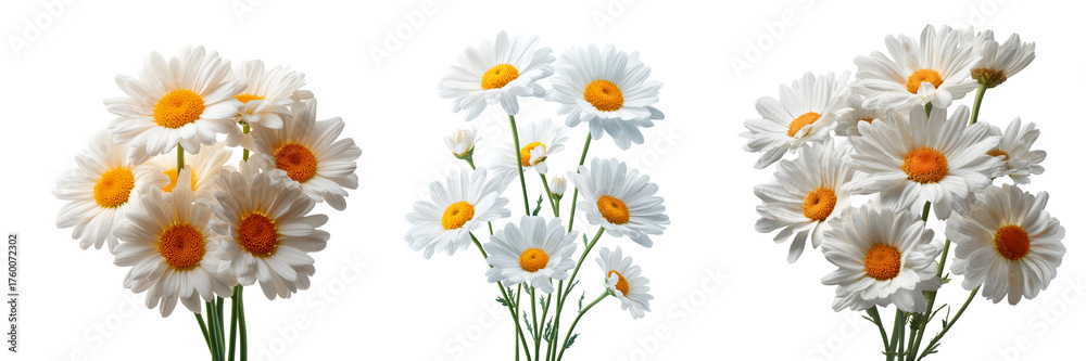 Naklejka premium Set of Artistic arrangement of daisies forming a circular floral emblem on transparent png background. Ai generated