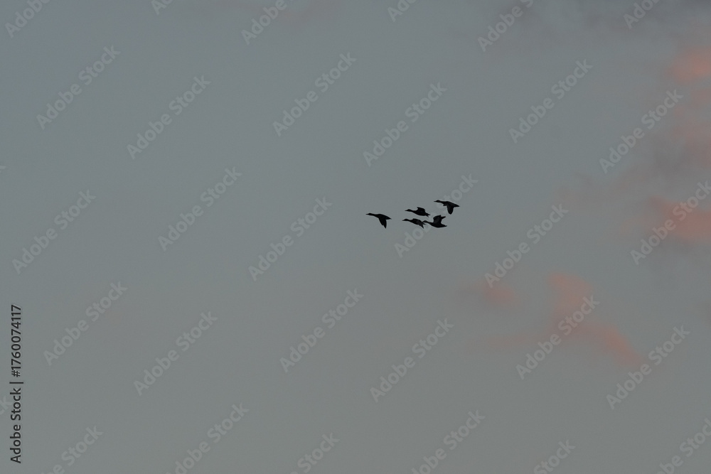 Obraz premium Colorful sky at sunset with birds flying in clouds