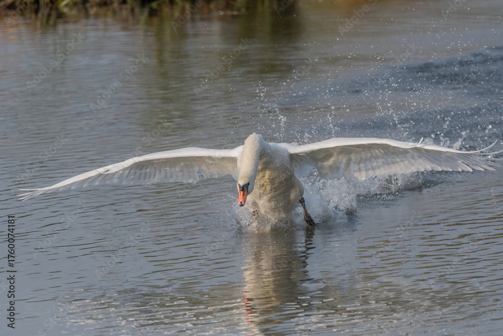 Fototapeta premium Swan in action on water at sunrise