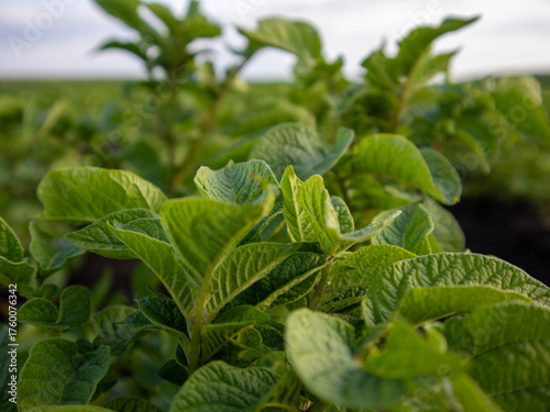 Potato Plants Growing in a Sunny Field