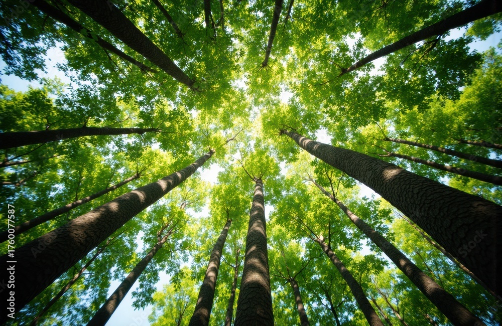 Fototapeta premium Looking up at tall green trees with sunlight filtering through the leaves