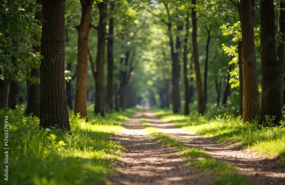Obraz premium Sunlit forest path surrounded by tall trees and lush green foliage