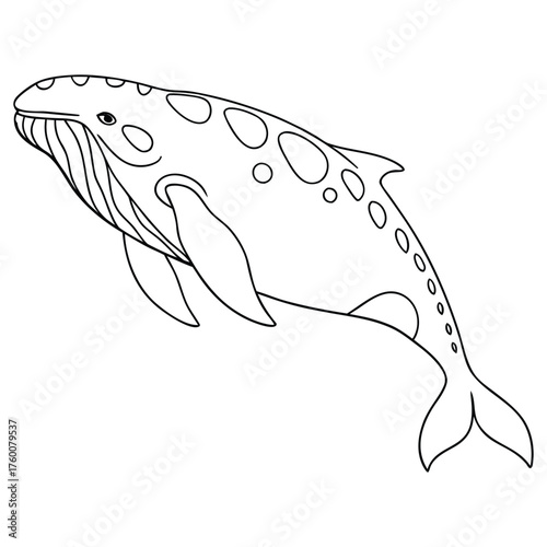 north-pacific-right-whale-vector-