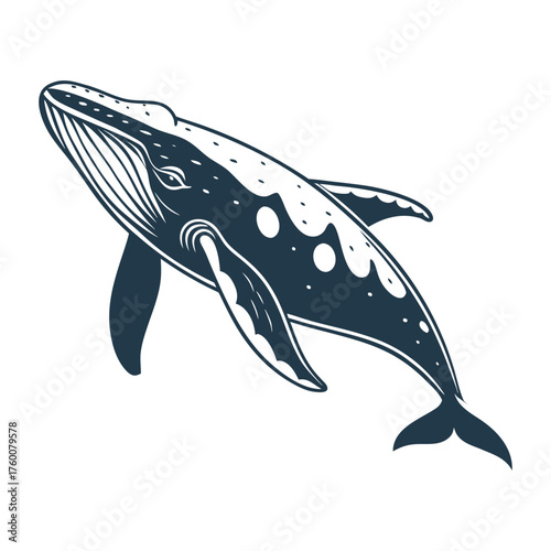 north-pacific-right-whale-vector-