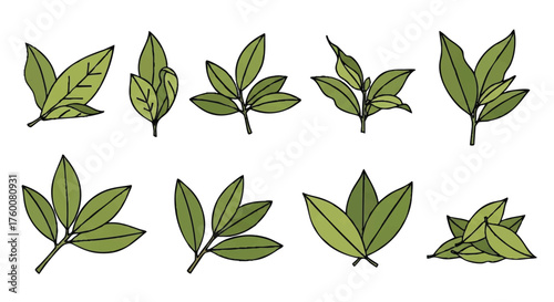 set of bay leaves herb outline icons vector full color
