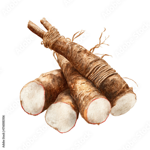 Fresh cassava roots bundled tightly