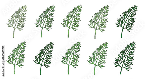 set of dill herb fronds outline icons vector full color
