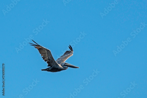 Brown Pelican, with outstretched wings, flies in a cloudless blue sky.