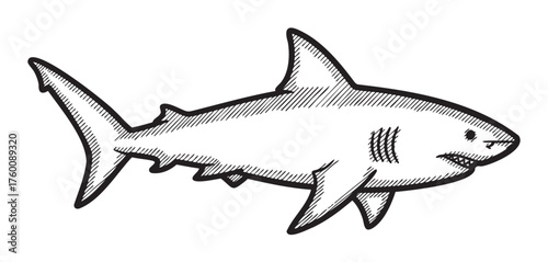 Hand-drawn black and white outline of a shark with detailed fin and gill features, emphasizing an oceanic theme.