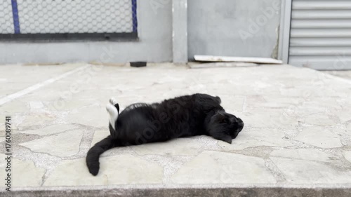 A video of a black stray cat rolling and tumbling on the street, showcasing its adorable antics and playful charm in a lively urban setting.

