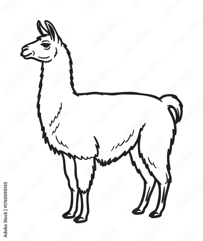 Fototapeta premium Black outline drawing of a standing llama, showcasing its distinct features and shaggy fur. ideal for design concepts related to wildlife and nature.