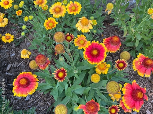 Bright blanketflowers on a beautiful autumn day
