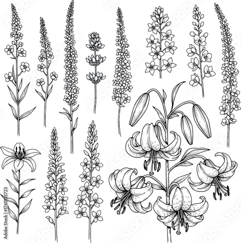 Hand Drawn Vector Set of Wildflowers and Lilies Botanical Illustration