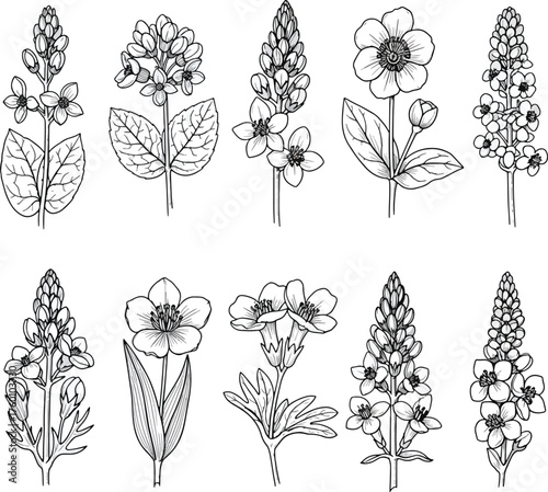 Vintage Hand Drawn Botanical Flower Set Sketch Illustration