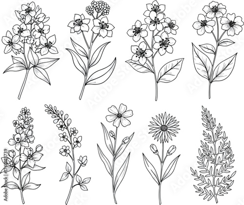 Hand Drawn Wildflower Sketch Set Botanical Illustration Line Art