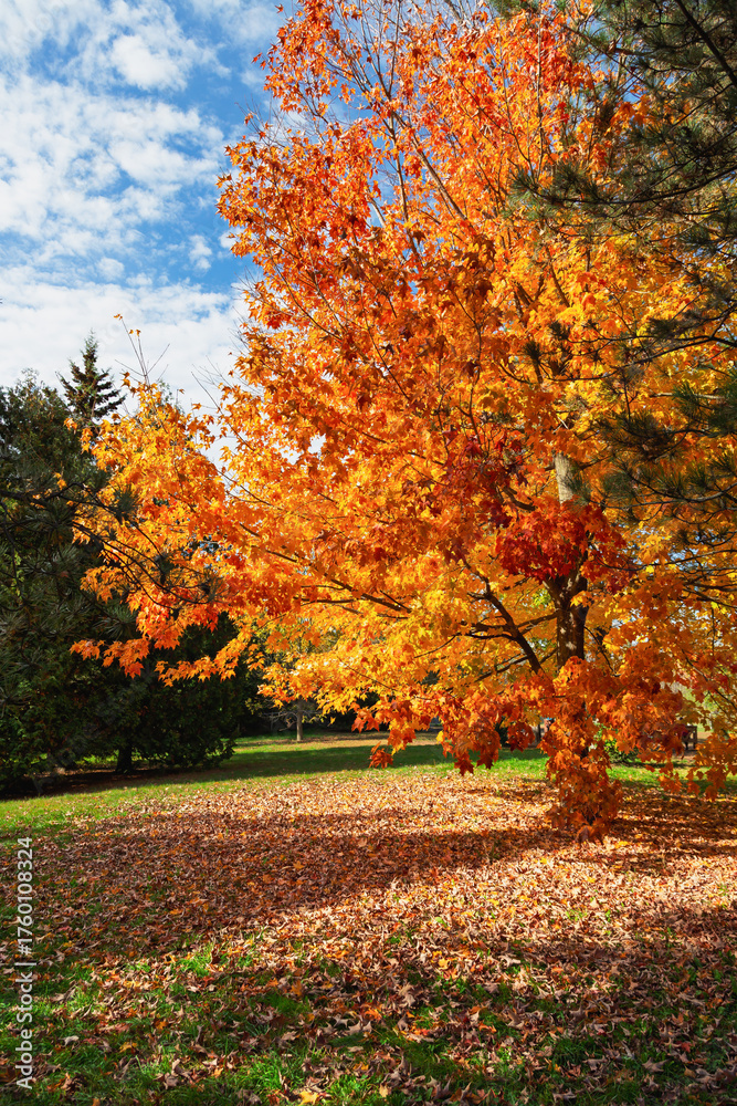 Naklejka premium a photograph of autumn golden yellow leaves