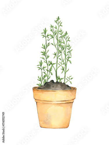 Green plant in pot shoot germination stuck into the ground. Agricultural plant spring. Hand painted watercolor illustration isolated on white.