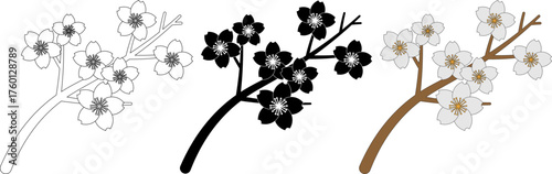 top view Sakura branch in bloom with flowers