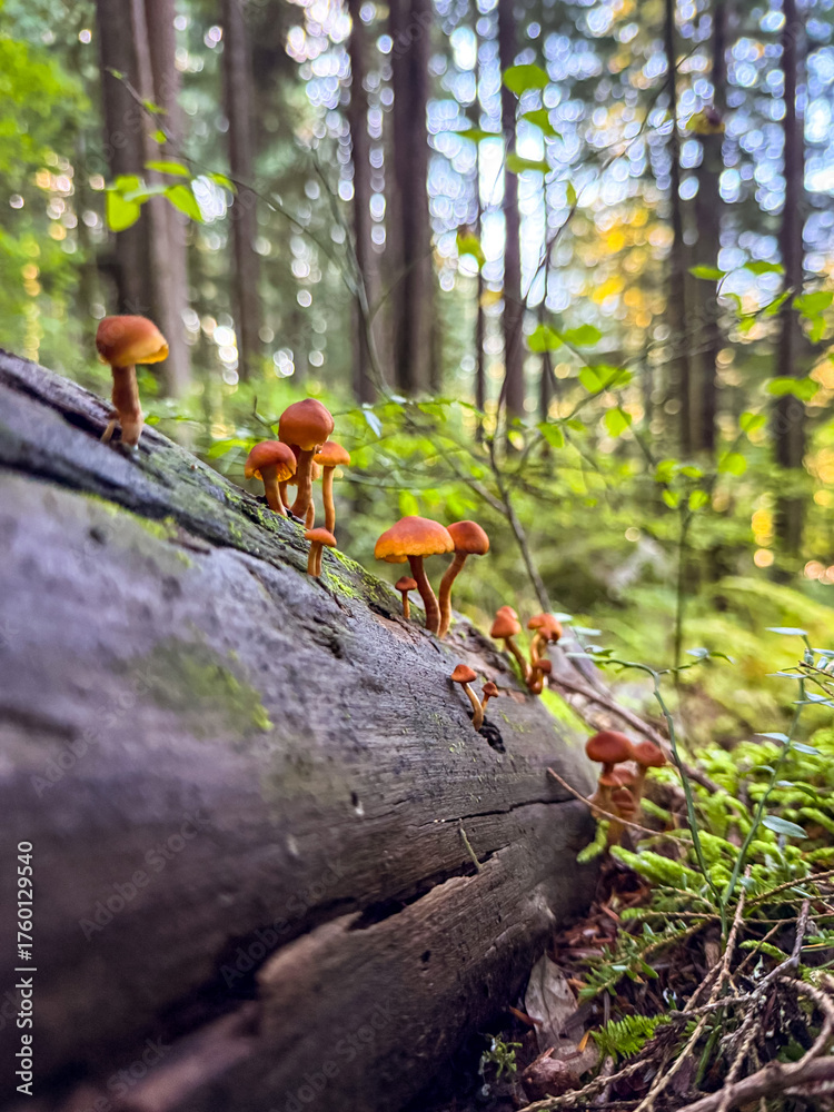 Obraz premium Waxcap mushrooms growing on a log in Squamish, British Columbia, Canada 