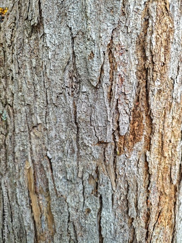Tree Bark Texture
