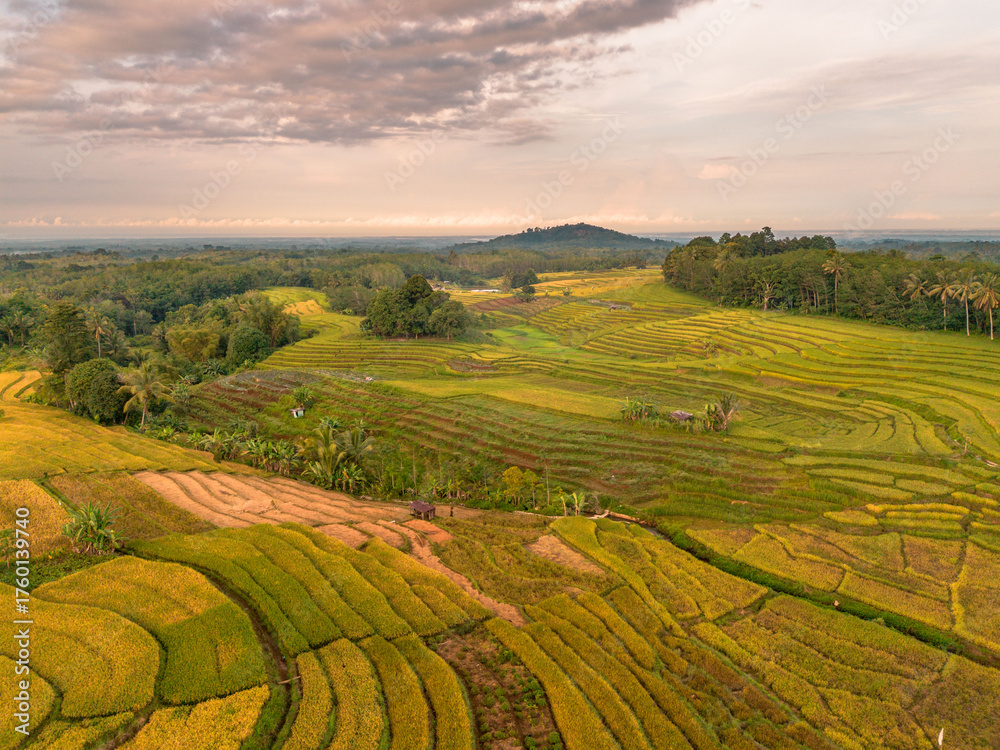 Obraz premium Beautiful morning view indonesia Panorama Landscape paddy fields with beauty color and sky natural light