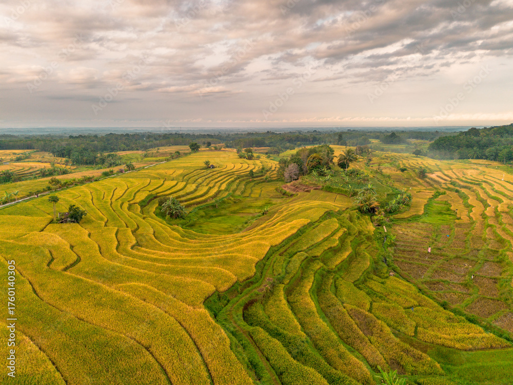 Fototapeta premium Beautiful morning view indonesia Panorama Landscape paddy fields with beauty color and sky natural light