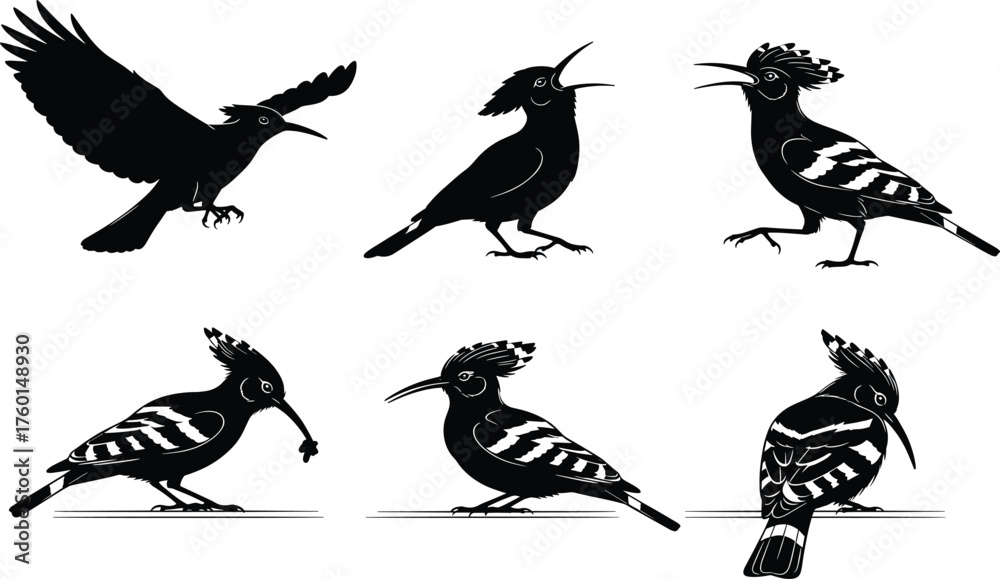 Obraz premium Hoopoe bird silhouette set, flying, perched, walking, pecking, crest raised, black and white, cad drawing flat vector illustration