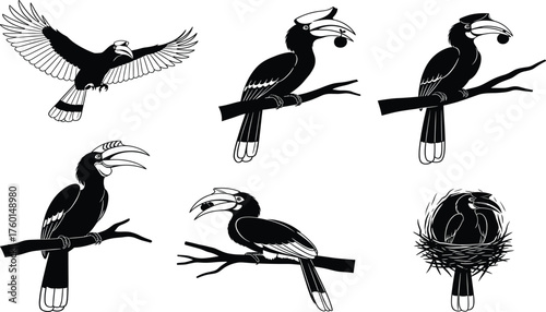 Hornbill bird vector set in black and white, flying, perched, nesting, eating fruit, wildlife illustration for nature and education