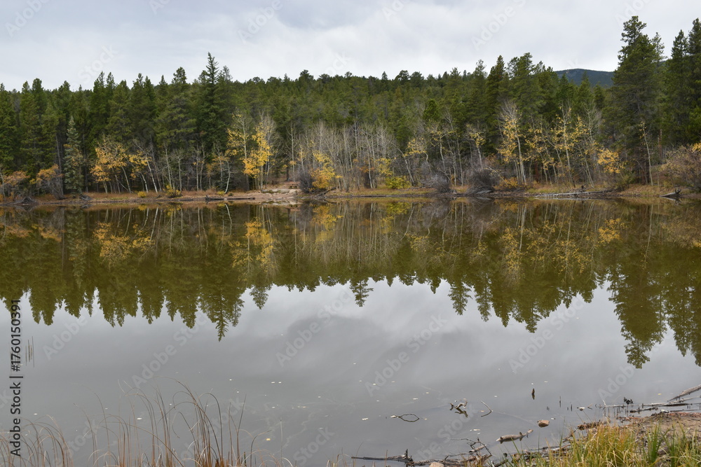 Fototapeta premium reflection of trees in the lake
