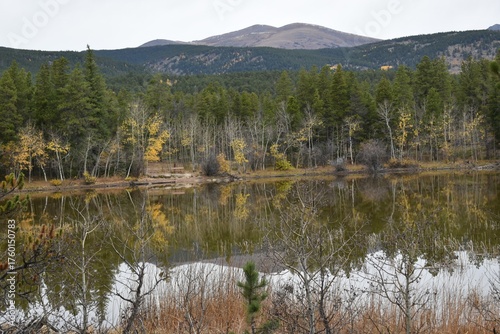 reflection of trees in the lake