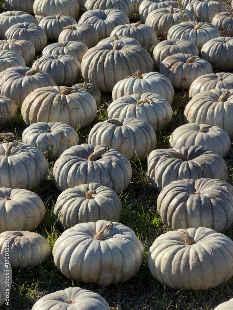 Obraz premium Ribbed Jarrahdale Pumpkins: Blue-Gray Harvest in Field with Dramatic Side Lighting