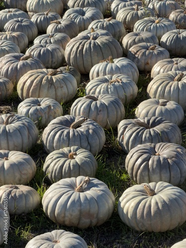 Ribbed Jarrahdale Pumpkins: Blue-Gray Harvest in Field with Dramatic Side Lighting