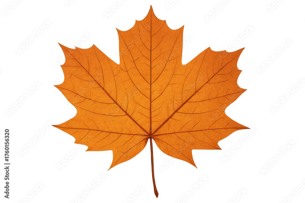 Fototapeta premium Maple leaf displaying vibrant orange color of fall season. Showing natural autumn foliage, transparent background