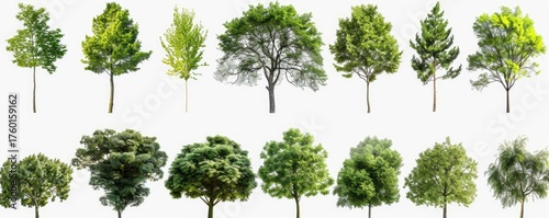 Isolated Trees on white background, for design element, illustration or collage