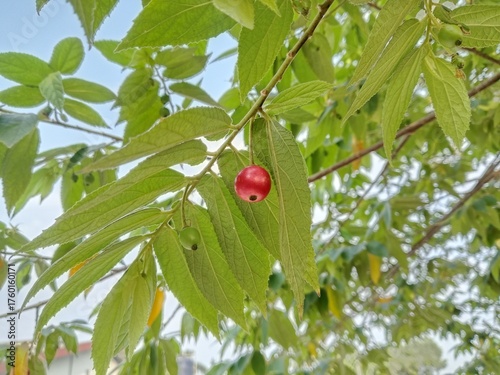 cherry on a tree