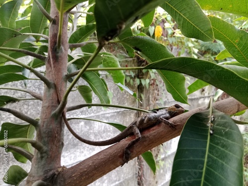 lizard on a tree