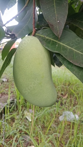 green apple on tree