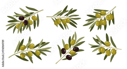 Six different bunches of olives on branches with green leaves in various stages of ripeness.