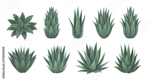 A collection of various succulent plants in a minimalist illustration.