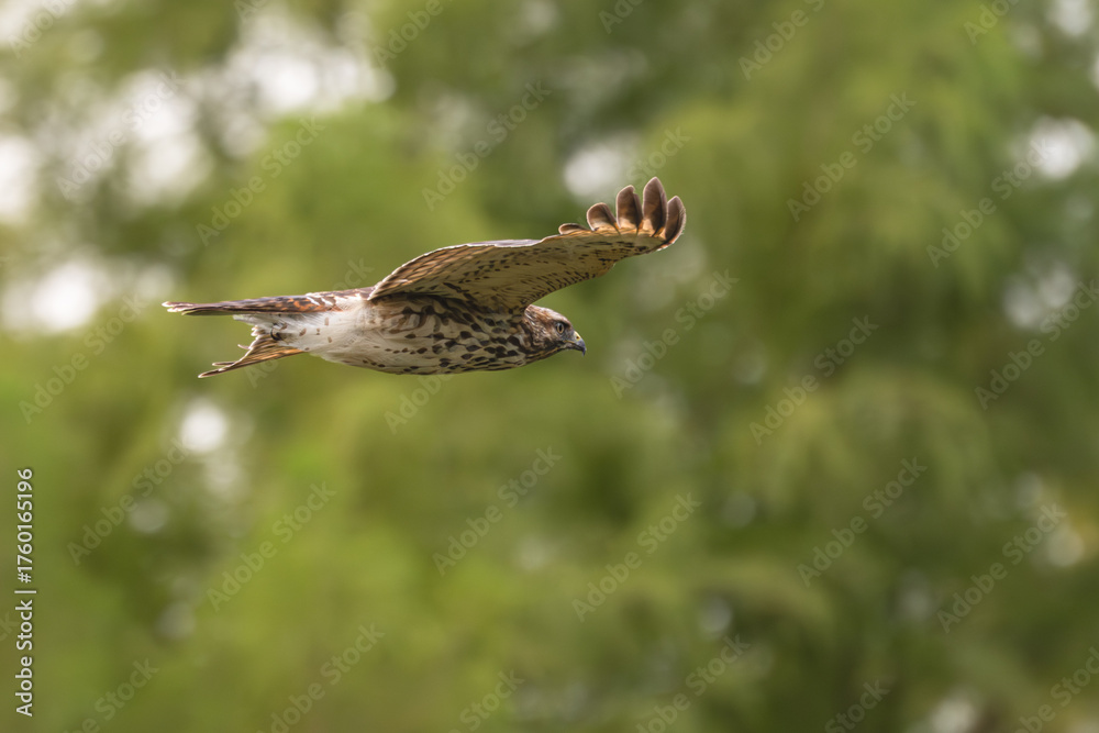 Fototapeta premium Red-tailed hawk in flight past trees.