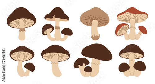 A charming collection of diverse mushroom illustrations in earthy tones.