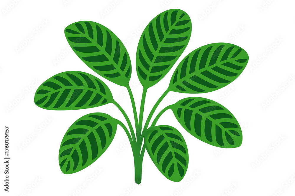 Fototapeta premium Calathea plant leaves vector illustration, creating natural green decor and botanical design elements on transparent background