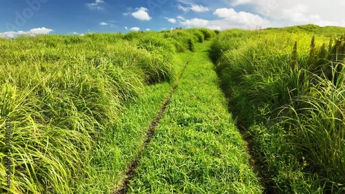 風に揺れる阿蘇草原の道