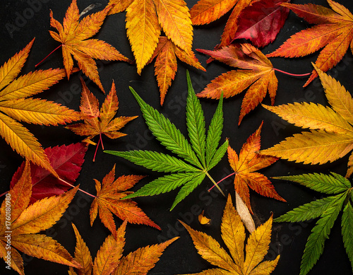 Autumn leaves and cannabis leaf on a black background