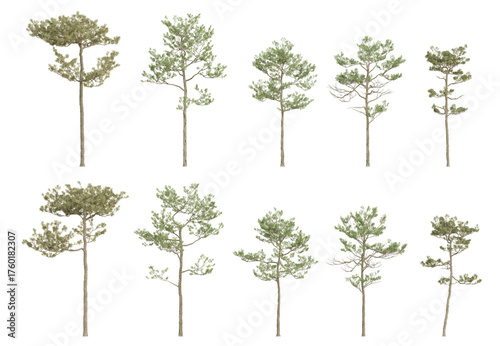 Realistic 3d illustration pine trees of Pinus elliottii on transparent background