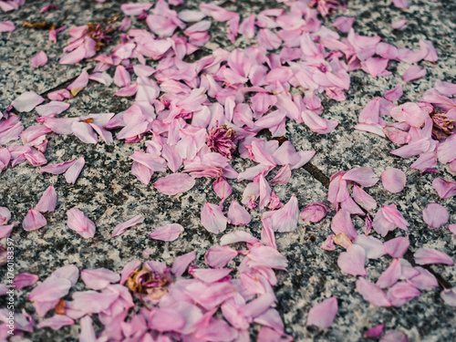 Flower petals on the ground